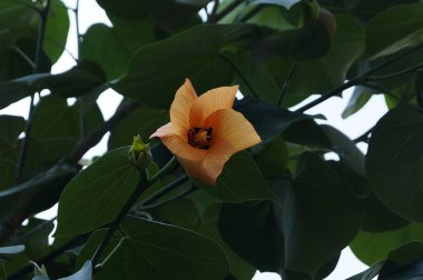 Oaxaca, Meksika 'daki Majagua Ağacı' nın Çiçeği (Majagua) Endemik Ağacının Fotoğrafı.
