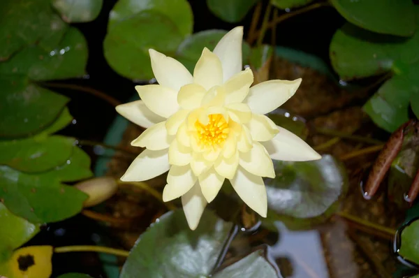 Nenufar Sucul Çiçeği Lotus Çiçeği Ailesi Nden Soluk Sarı Renk — Stok fotoğraf