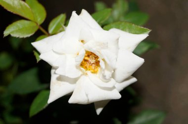 Açık toprakta yetişen Beyaz Gül.