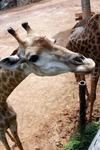 Close-up of Giraffe wildlife in animal at zoo