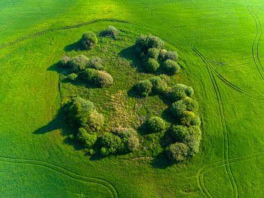    Ormanın üzerinde yaz sabahı