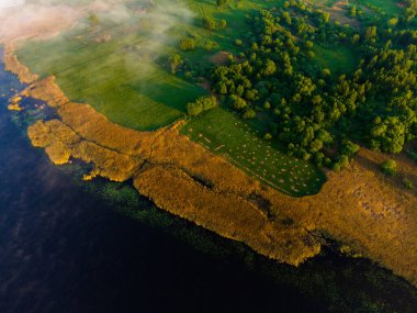    Ormanın üzerinde yaz sabahı