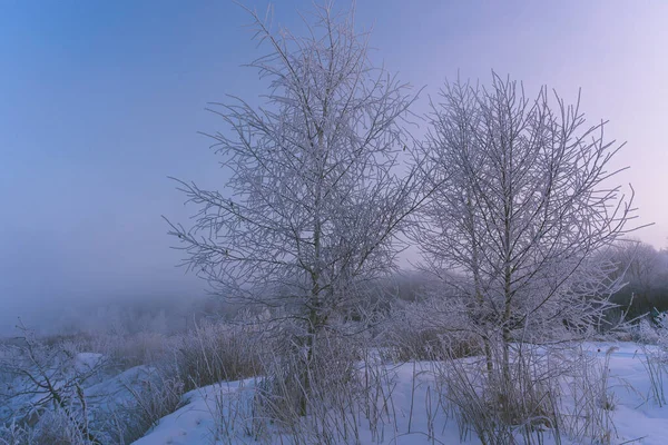 Frosty Vinter Morgon Vid Floden Träd Frost — Stockfoto