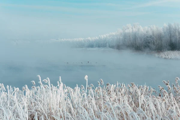 Παγωμένο Χειμωνιάτικο Πρωινό Δίπλα Στα Δέντρα Του Ποταμού Στον Παγετό — Φωτογραφία Αρχείου