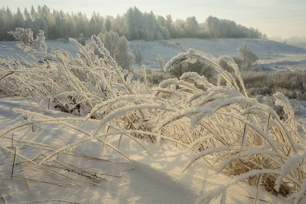 Frosty Téli Reggel Kívül Város Ágak Fagy — Stock Fotó