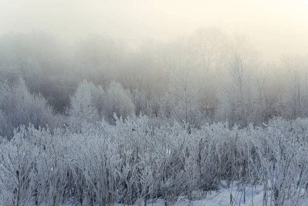 Manhã Inverno Gelada Fora Dos Galhos Árvore Cidade Geada — Fotografia de Stock