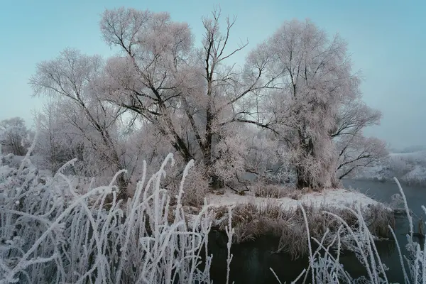 Frosty Mañana Invierno Fuera Las Ramas Del Árbol Ciudad Las —  Fotos de Stock