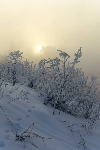 Frosty Téli Reggel Városon Kívül Fák Fagyban — Stock Fotó