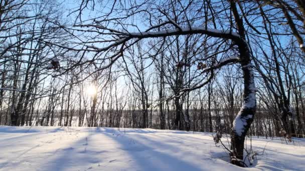 Prachtige Winterochtend Buiten Stad Een Sneeuwval — Stockvideo