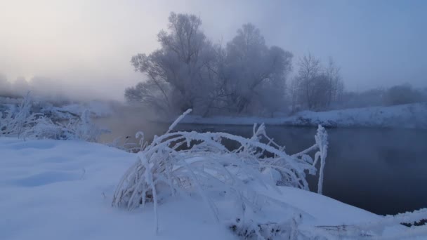 Παγωμένο Χειμωνιάτικο Πρωινό Δίπλα Στα Δέντρα Του Ποταμού Στον Παγετό — Αρχείο Βίντεο