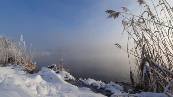 Frosty Matin Hiver Près Des Arbres Rivière Dans Gel — Video