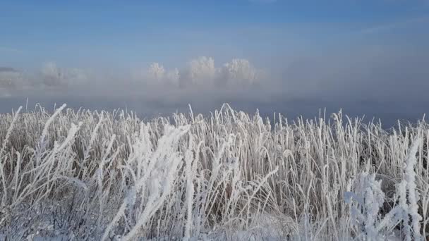 Παγωμένο Χειμωνιάτικο Πρωινό Δίπλα Στα Δέντρα Του Ποταμού Στον Παγετό — Αρχείο Βίντεο