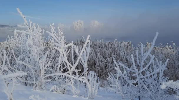 Buz Tutmuş Kış Sabahı Nehirdeki Ağaçların Yanında — Stok video