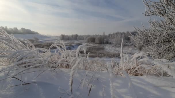 Buz Tutmuş Kış Sabahı Nehirdeki Ağaçların Yanında — Stok video