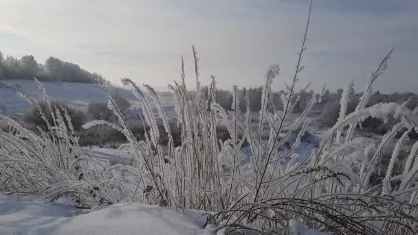 寒冷的冬日清晨 河边的树木在霜冻中 — 图库视频影像