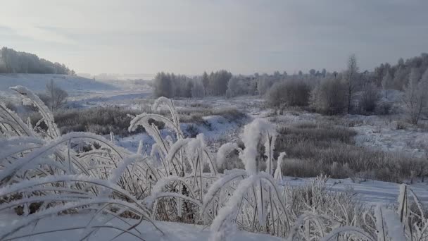 Frosty Winterochtend Bij Rivier Bomen Vorst — Stockvideo