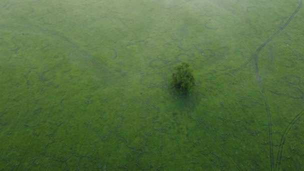 Une Merveilleuse Matinée Campagne — Video