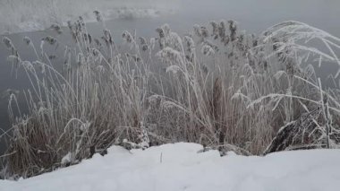 Buz gibi bir kış sabahı şehrin dışındaki dallar buz tutmuş.