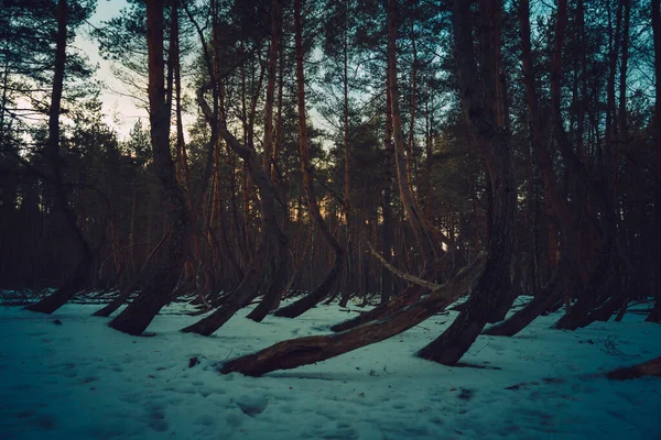 Manhã Gelada Inverno Fora Cidade Depois Uma Queda Neve — Fotografia de Stock