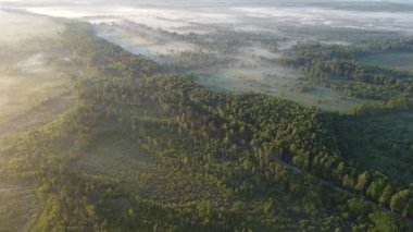 Beautiful morning over the forest