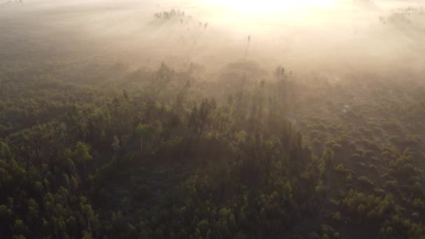 Beautiful Morning Forest — Vídeos de Stock