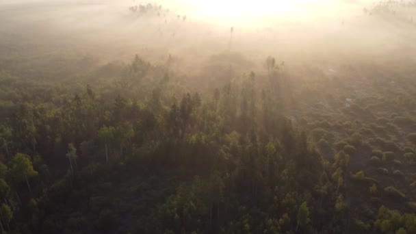 Bela Manhã Sobre Floresta — Vídeo de Stock