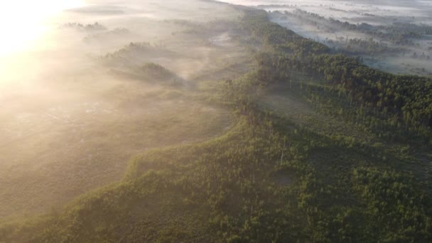 Schöner Morgen Über Dem Wald — Stockvideo