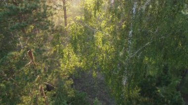 Beautiful morning over the forest