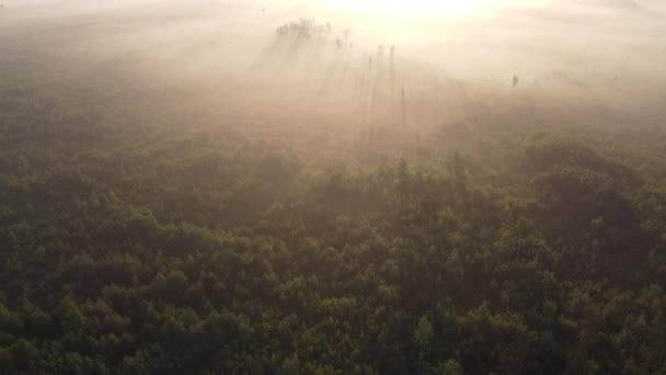 Bela Manhã Sobre Floresta — Vídeo de Stock