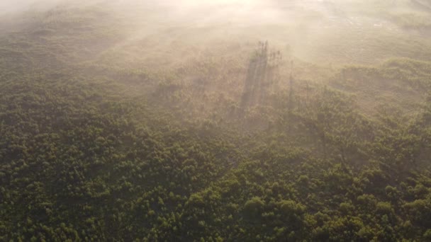 Beautiful Morning Forest — Stock Video