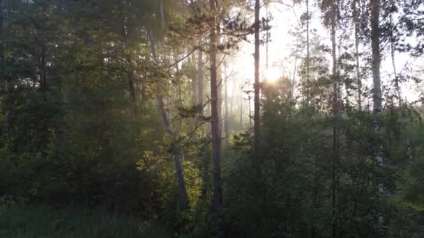Schöner Morgen Über Dem Wald — Stockvideo