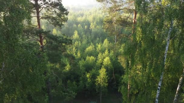 Beautiful Morning Forest — 图库视频影像