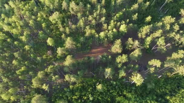 Piękny Poranek Nad Lasem — Wideo stockowe