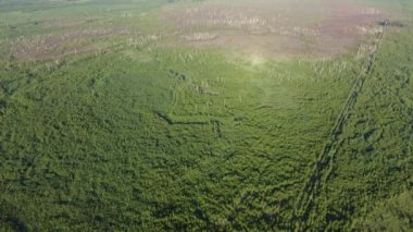 Beautiful morning over the forest