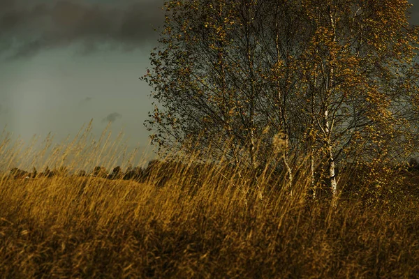 Nádherné Podzimní Ráno Městem — Stock fotografie