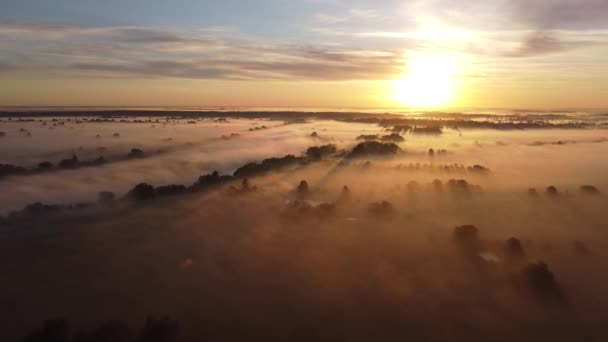 Misty Summer Morning River — Stok video