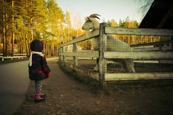 Parkta harika bir sonbahar akşamı Yürüyüşe çıkmış bir çocuk