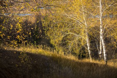 Şehrin dışında güzel bir sonbahar sabahı