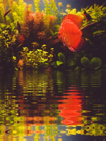 Фон Червоної Риби Акваріумі — стокове фото