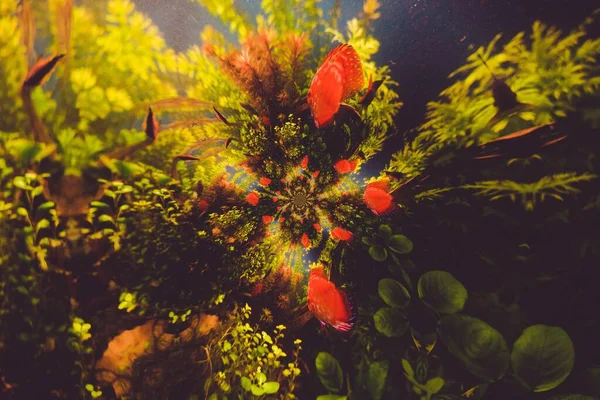 Фон Червоної Риби Акваріумі — стокове фото