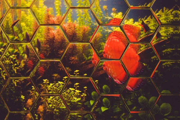 Akvaryumdaki kırmızı balığın arka planı