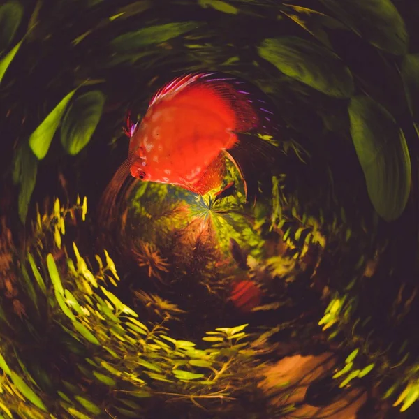 Akvaryumdaki kırmızı balığın arka planı