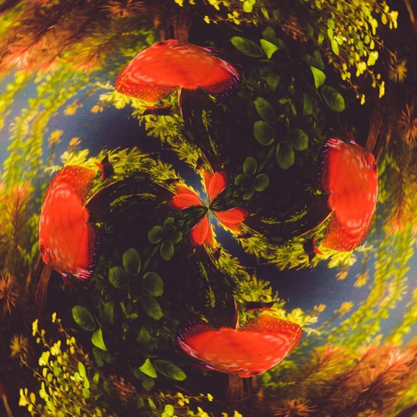 Akvaryumdaki Kırmızı Balığın Arka Planı — Stok fotoğraf