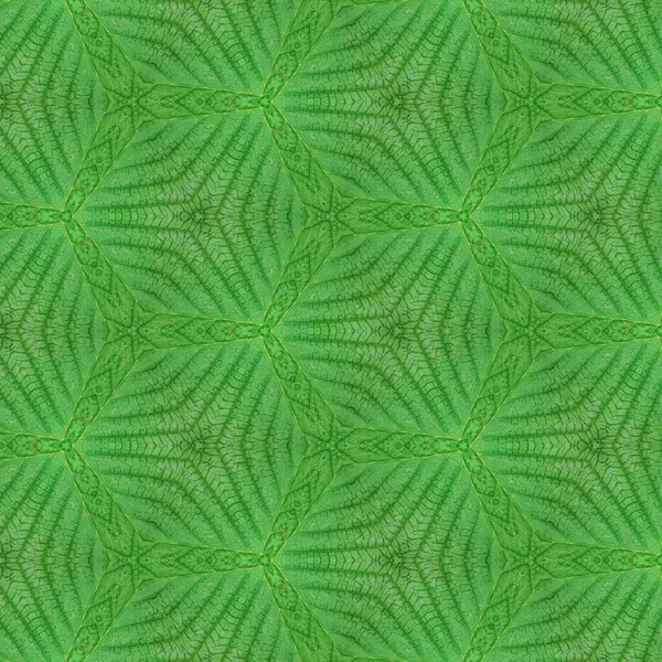 Morning Botanical Garden Patterns Green Leaf Background — Stock Photo, Image