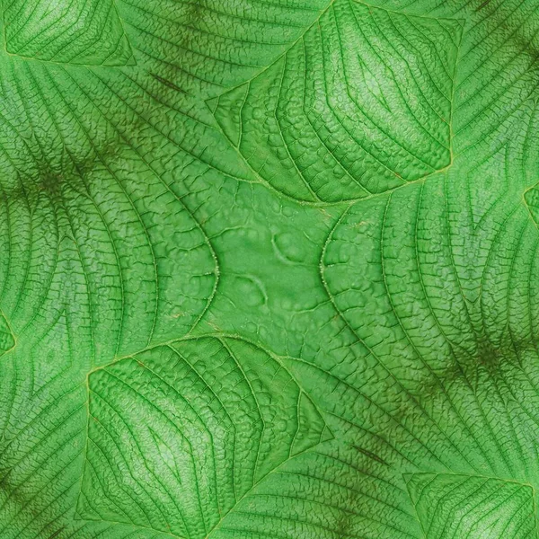 植物園の朝のパターン緑の葉の背景 — ストック写真