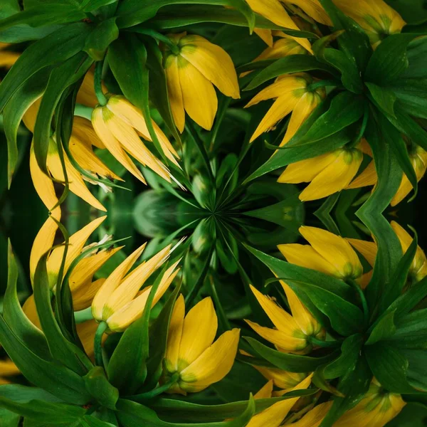 Утро Ботаническом Саду Желтый Цветок — стоковое фото