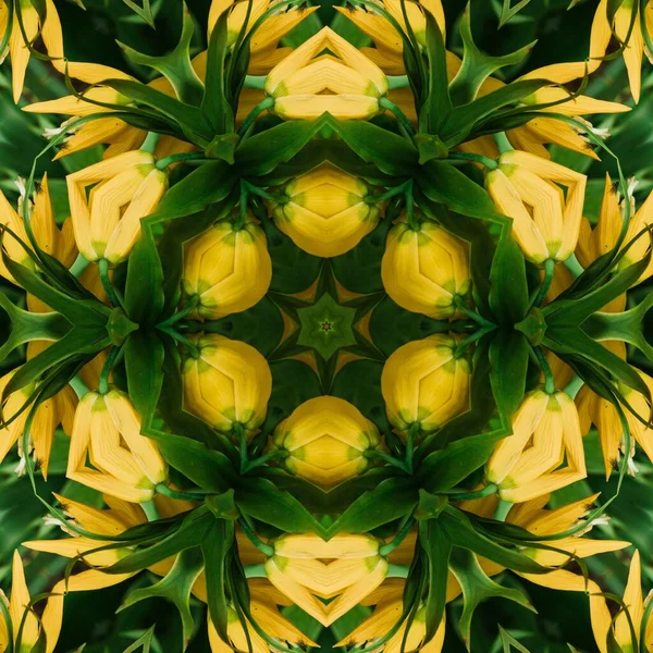 Reggel Botanikus Kertben Sárga Virág — Stock Fotó