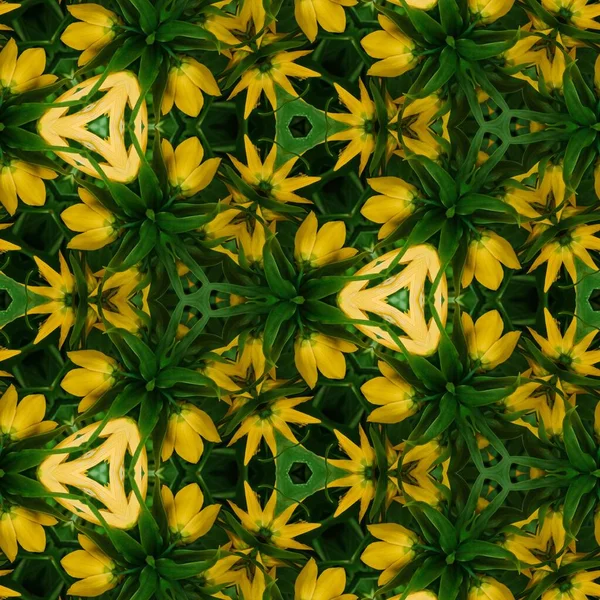 Ráno Botanické Zahradě Žlutý Květ — Stock fotografie