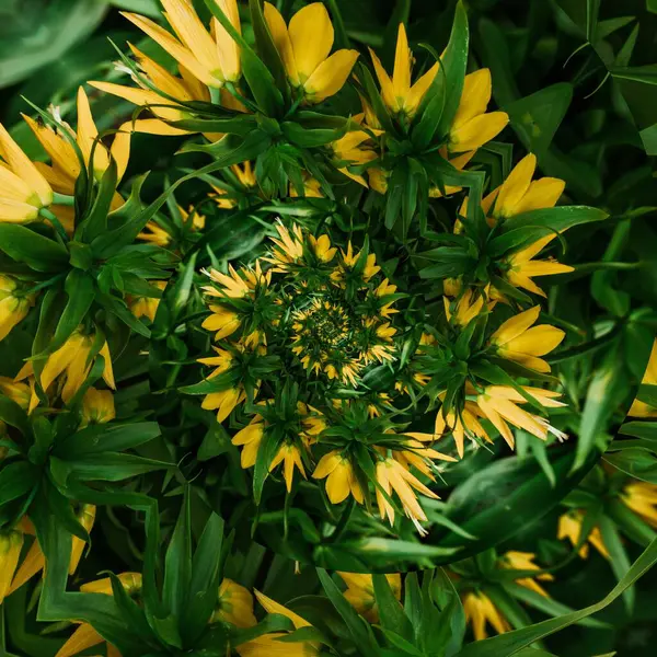 Morgen Botanischen Garten Gelbe Blume — Stockfoto