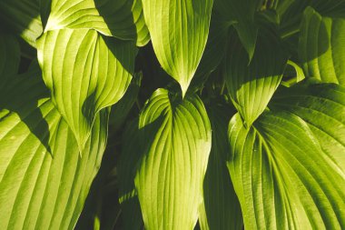 Botanik bahçesinde sabah yeşil yapraklar